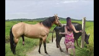 My sister training care her lovely horse in beginner 2021 [upl. by Trebma]