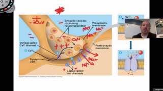 The Action Potential [upl. by Zerla]