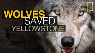 Wolves saved Yellowstone National Park  The Northern Range [upl. by Iridis490]