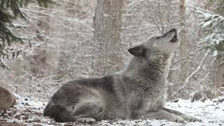 Wolfs Sweet Voice Inspires 50 Wolves to Howl [upl. by Laehplar]