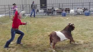 Goat Roping  Winnemucca Rodeo 2017 [upl. by Kerrill]