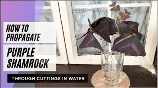 HOW TO PROPAGATE OXALIS TRIANGULARIS PUPLE SHAMROCK IN WATER  WATER PROPAGATION I HOUSE PLANTS [upl. by Tonya]