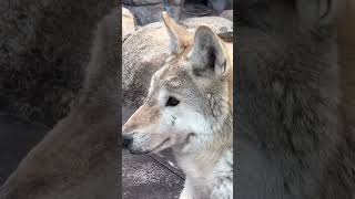 Wolf At Tennoji Zoo [upl. by Duff718]