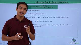 Class 11th – Floral Formula – Liliaceae Family Representation  Tutorials Point [upl. by Esma]