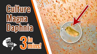 How to culture DAPHNIA MAGNA  The easy way [upl. by Sergent]