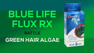 Fluconazole for Green Hair Algae amp Bryopsis How To Treat Your Tank with Flux Rx from Blue Life USA [upl. by Arbe143]