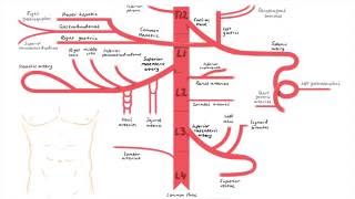 Abdominal Aorta Branches [upl. by Tratner930]