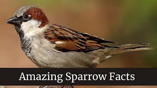 Amazing Sparrow Facts  Sparrow Size Appearance amp Behavior  sparrow baby feeding [upl. by Enilrac]