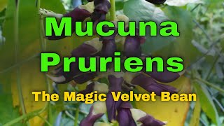 Dopa bean Mucuna Pruriens Benefits Top 10 Health benefits of Mucuna pruriens that boosts DOPAMINE [upl. by Nautna]