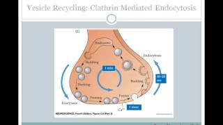 SJSU Neurophysiology Lecture 6  Synaptic Transmission [upl. by Anrol]