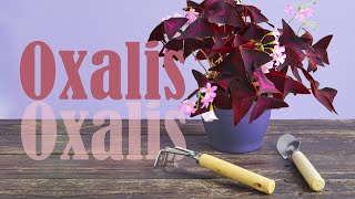 HOW to PROPAGATE OXALIS Triangularis by dividing  Watering tips [upl. by Robb]