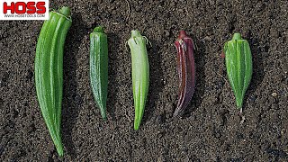 WHICH OKRA VARIETY IS THE MOST PRODUCTIVE [upl. by Benoite]