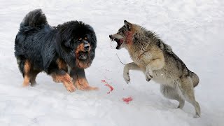 10 Dogs That Can Defeat Wolves [upl. by Bilbe733]