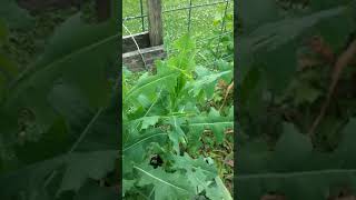 Wild lettuce lactuca virosa and lactuca serriola [upl. by Macnair165]