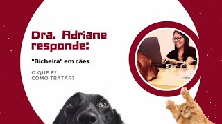 Bicheira e Berne em cães O que é e como tratar [upl. by Jean-Claude722]