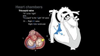 Overview of Heart Anatomy Tutorial [upl. by Janel]