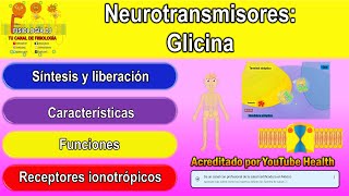 Neurotransmisores  Sistema nervioso central  Glicina  Glicina neurotransmisor [upl. by Anitsihc741]