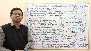 Diabetes Mellitus Part10 Mechanism of Action of Sulfonylurease  Antidiabetic Drugs  Diabetes [upl. by Lleda]