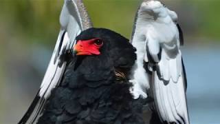 The Bateleur [upl. by Saw]