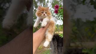 Persian Cat Ultimate Guide Facts Care Tips amp Fun Facts [upl. by Dareg]