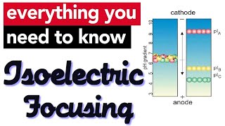 Isoelectric focusing II Protein Electrophoresis [upl. by Asenad]