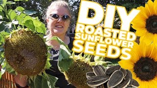 DIY Harvesting amp Roasting Sunflower Seeds 5 DIFFERENT FLAVORS [upl. by Claire]