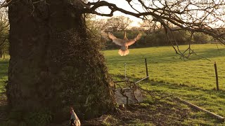 Chickens Flying Up To Roost In Tree [upl. by Caia]