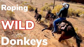 Roping Wild Burros On Indian Reservation Vlog 10 [upl. by Cade]