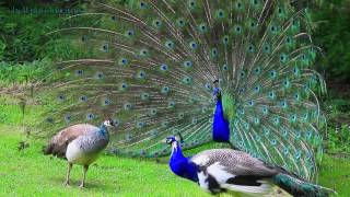 AMAZING WHITE PEACOCK DANCE •❥ BLUE WHITE PIED PEACOCK [upl. by Ahsiekin848]