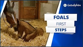 A foal’s first steps [upl. by Shep]