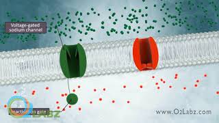 The Excitable Cell And Resting Membrane Animation [upl. by Raimund14]