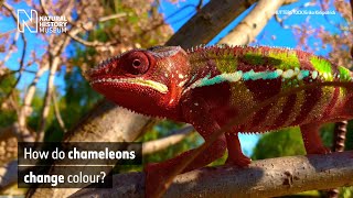 How do chameleons change colour  Natural History Museum [upl. by Millford766]