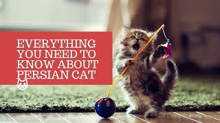 Everything You Need to Know About Persian Cats Interesting Facts About CatsMykittenin [upl. by Haneehs759]