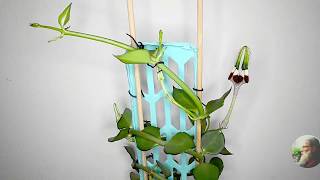 Ceropegia radicans [upl. by Berry]