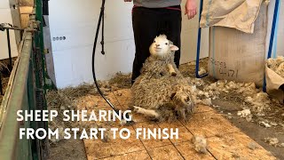 Sheep Shearing From Start to Finish [upl. by Suoicerpal265]