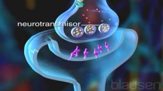 Animación 3D de como funcionan las neuronas [upl. by Esinehc582]