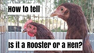 The difference between a Rhode Island Red Rooster and Hen at 16 weeks old [upl. by Ona908]