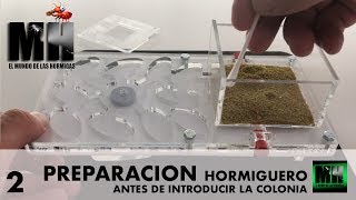 COMO PREPARAR UN HORMIGUERO  Hormigas Messor Barbarus [upl. by Llenrub]