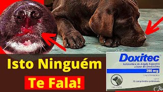 REVELADO DOENÇA DO CARRAPATO EM CACHORRO Tratamento De Cães C Doxiciclina Antibiótico Barato Cão [upl. by Quennie]