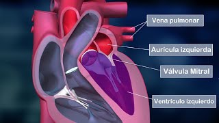 El CORAZÓN HUMANO partes aurículas ventrículos válvulas funciones anatomía [upl. by Adham]