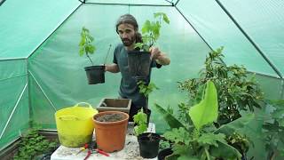 How to grow grapes in containers and pots [upl. by Ahsekyw992]