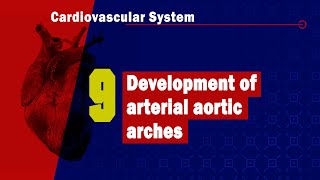 Thoracic Descending Aorta Anatomy amp Branches  Kenhub [upl. by Olympe383]