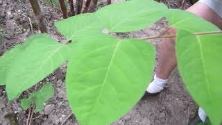 Invasive Plant Focus Japanese Knotweed [upl. by Eitteb870]