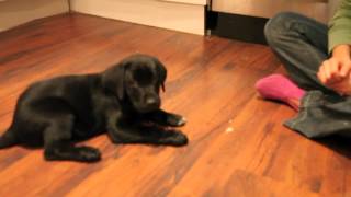 Black lab training at 8 to 9 weeks [upl. by Iew]