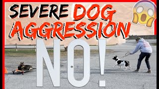 My Dog is Aggressive towards other dogs Help  Dog Training with Americas Canine Educator [upl. by Alec]