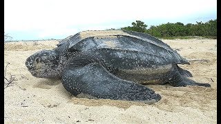 Facts The Leatherback Sea Turtle [upl. by Issy309]