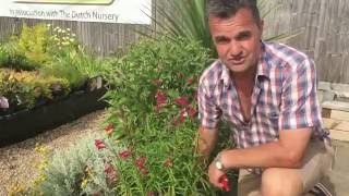 Antonys Gardening Tips  Penstemon [upl. by Redyr]