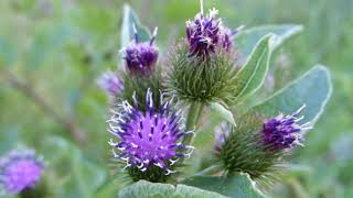 Burdock Identification [upl. by Mandelbaum]