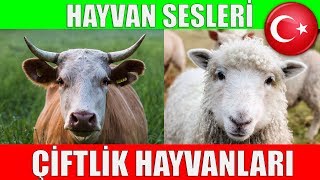 Çiftlik Hayvanları ve Hayvan Sesleri  Çocuklar ve Bebekler için Türkçe Okul Öncesi Eğitici Video [upl. by Jaco]