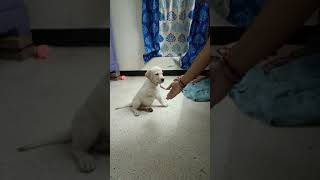 Labrador puppy training Hand Shaking Quick learing [upl. by Caraviello540]